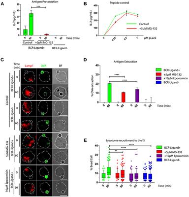 Proteasome Dependent Actin Remodeling Facilitates Antigen Extraction at the Immune Synapse of B Cells